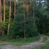 Odnaleźli w lesie martwego człowieka i pociski