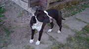 Amstaff szuka właściciela