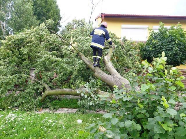 Przewrócone drzewo uszkodziło płot posesji - full image