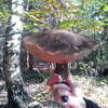 Dobromiejskie grzybobranie