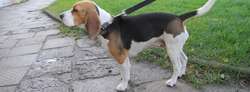 Suczka beagle szuka swojego pana