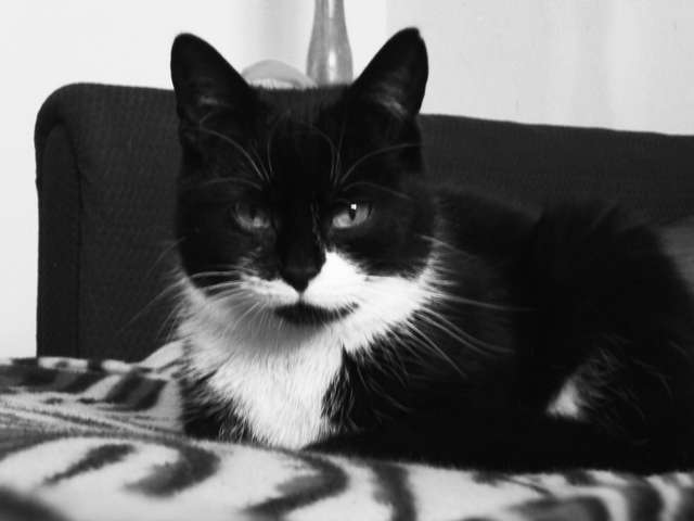 Suzi - full image
