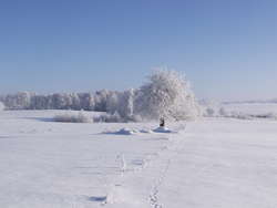 Zimowe drzewa