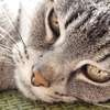 Catonymous są przeciwko ACTA. Zwierzaki zablokowały strony?