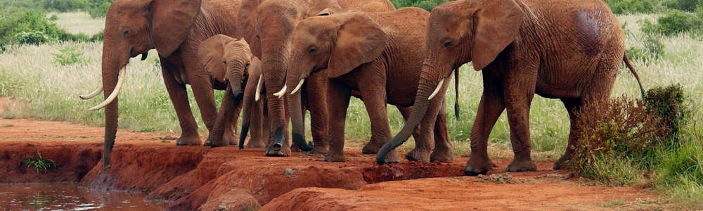 Kenia,czyli kupcie sobie wspólną żonę