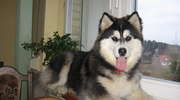 Husky szuka drogi do domu