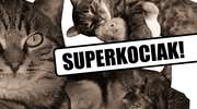 Miziak to Superkociak!