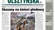 Znasz właściciela tego psa? Jeśli tak — czeka 500 zł nagrody