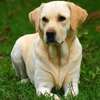 Przasnysz. ZAGINĄŁ PIES RASY LABRADOR - dla znalazcy nagroda
