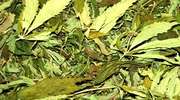Marihuana i amfetamina u 29-latka