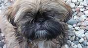 Zaginął mała shih-tzu