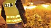 Policja zlikwidowała kolejną plantację marihuany