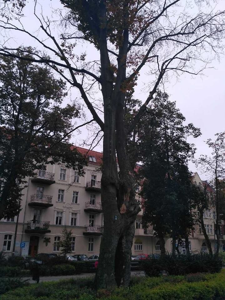 http://m.wm.pl/2017/10/orig/22519056-1687224164634644-3663903901168685450-n-423915.jpg
