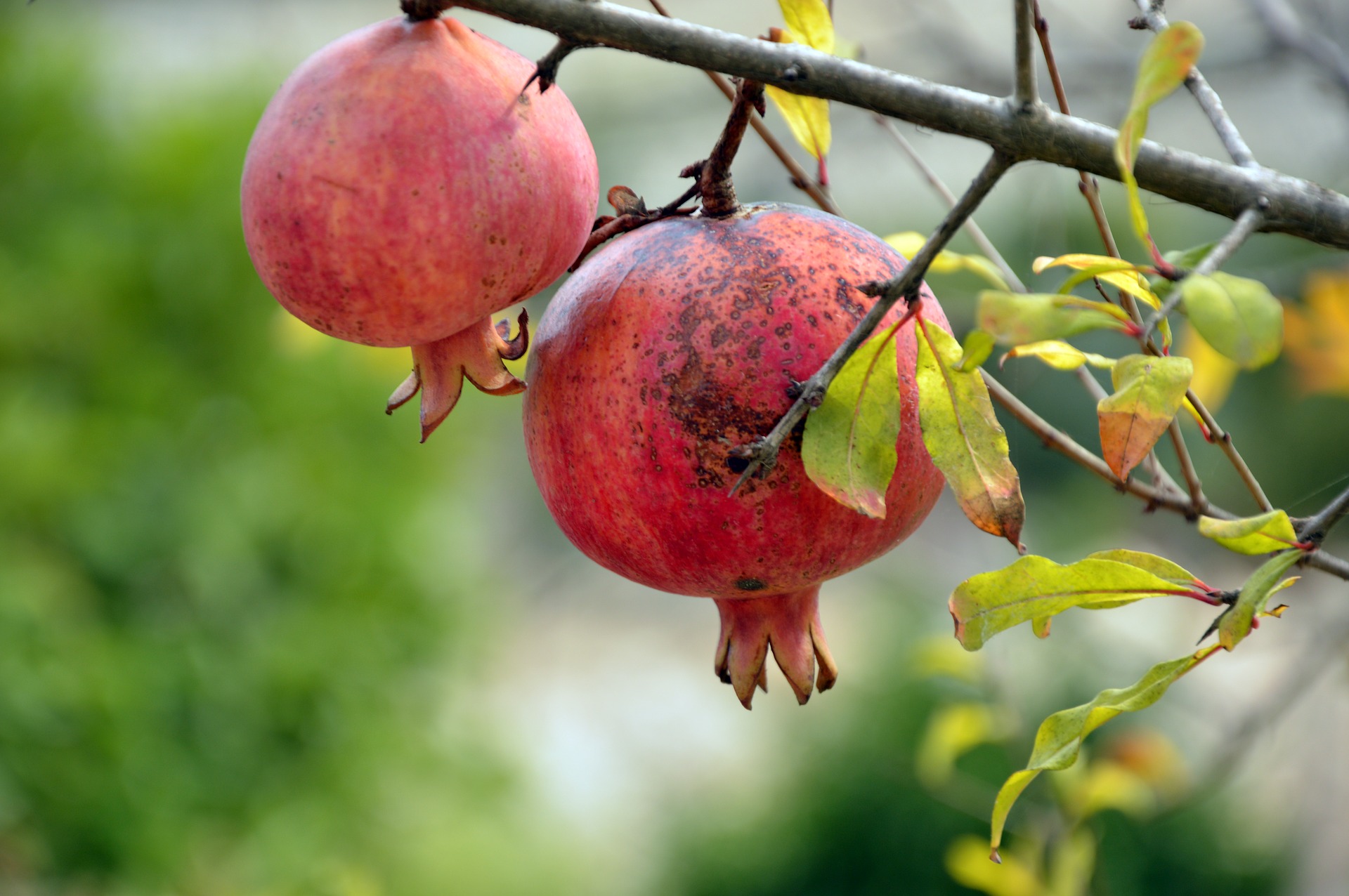 http://m.wm.pl/2020/07/orig/pomegranate-3752112-1920-638364.jpg