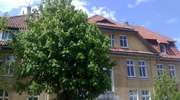 Kasztanowce nie kwitną, a matury tuż, tuż