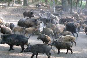 Mazurskie safari z dzikami