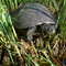Rezerwat przyrody żółwi błotnych w Orłowie