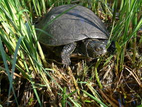 Rezerwat przyrody żółwi błotnych w Orłowie