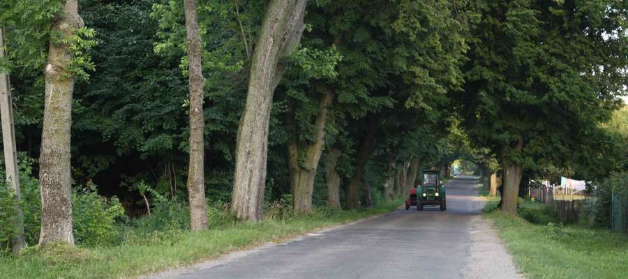  Budowa nowego traktu rowerowego do Pierkunowa wiąże się z wycinką przydrożnych drzew