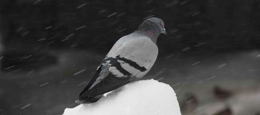 Gołębie cierpliwie znoszą trudne, zimowe warunki atmosferyczne