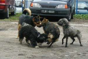 Wygłodniałe psy atakują zwierzęta i ludzi