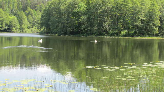 Jezioro Podkówka (Siginek, Kopytko) w Olsztynie - full image