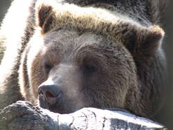 Na razie niedźwiedzie śpią spokojnie, do przeprowadzki mają jeszcze trochę czasu