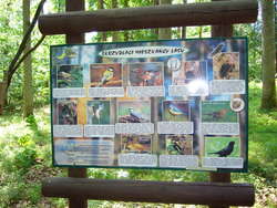Arboretum leśne w Kudypach