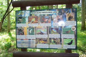 Arboretum leśne w Kudypach