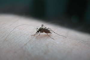 Dzięki zabójczej malarii komary zyskują drugie życie