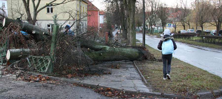 Drzewo powalone przez wiatr uszkodziło płoty na ulicy Daszyńskiego w Giżycku
