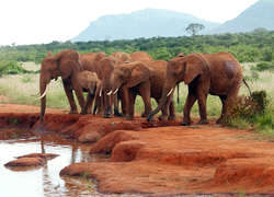 Tylko w Kenii można zobaczyć czerwone słonie