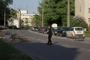 Olsztyn: dzikie obyczaje w poszukiwaniu chleba