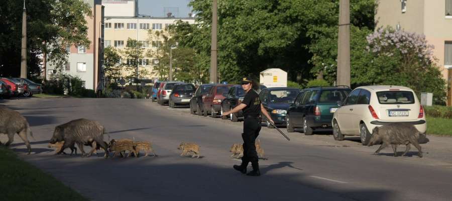 Dziki szybko uczą się zasad bezpiecznego przechodzenia przez jezdnię - póki co jeszcze pod opieką policjanta