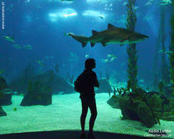 Oceanarium w Lizbonie odwiedza rocznie blisko milion turystów