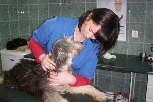 Darmowe szczepienie i sterylizacja psów