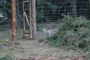 Mazury: wolny ryś czeka na imię