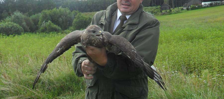 Nadleśniczy Wojciech Abramczyk za chwilę wypuści myszołowa