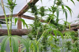 Zatrzymany za uprawę marihuany w ogrodowej szklarni 