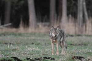 Policzą wilki i rysie w warmińsko-mazurskich lasach