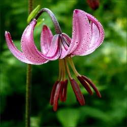 Lilia złotogłów - jeden z gatunków chronionych w rezerwacie.
