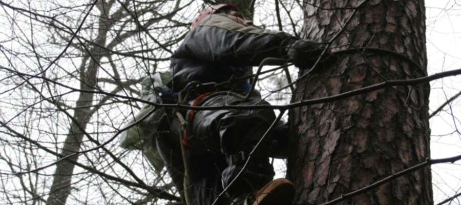 Na takie sosny może wspiąć się tylko wytrawny alpinista