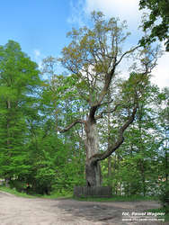 Dąb Królewski w Rucianem