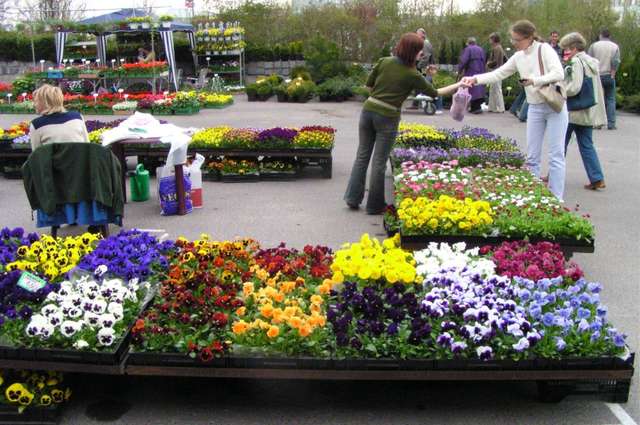 V Wiosenne Targi Ogrodnicze „Pamiętajcie o ogrodach” - full image