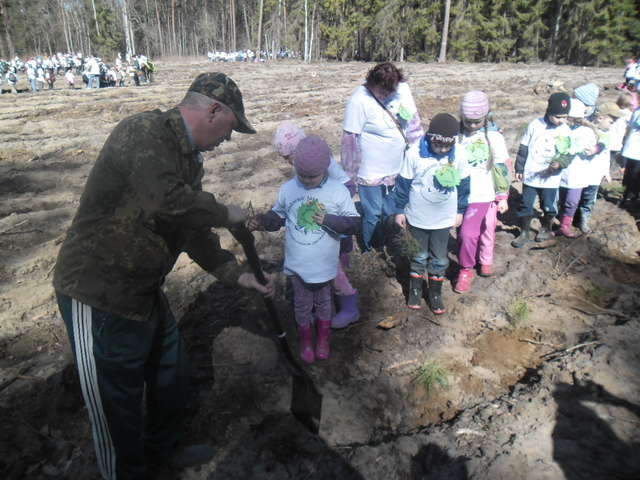 Pracownicy leśnictwa kopali dołki, przedszkolaki wsadzali w nie sadzonki - full image