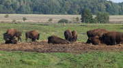 Trzysta bizonów w Kwitajnach