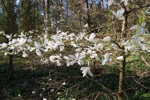 Kwitnące magnolie w kudypskim arboretum