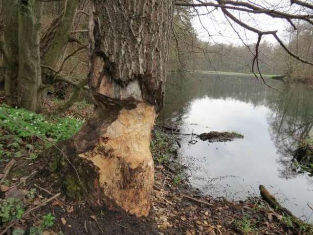 To drzewo też zostało mocno podgryzione przez bobry, ale jeszcze stoi - full image