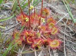 Rosiczka okrągłolistna - jedna z roślin chronionych, występujących w Rezerwacie Zabrodzie