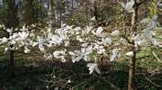 Nareszcie w warmińsko-mazurskich lasach kwitną magnolie